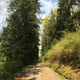 Illustration for article titled Went on a long walk yesterday, found an unused road